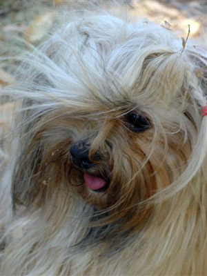 LHASSA APSO
